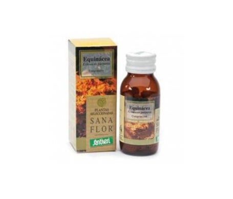 SantiveriPlantas Equinacea 60 Compren oferta